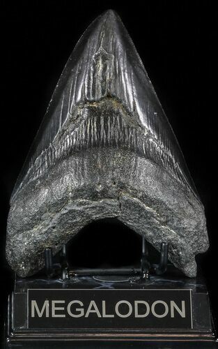 Black, Fossil Megalodon Tooth - Georgia #56350